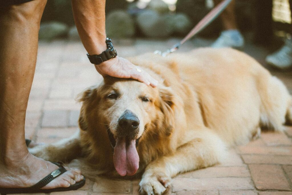 A Golden Retriever being petted while lying outdoors, showing love and relaxation.