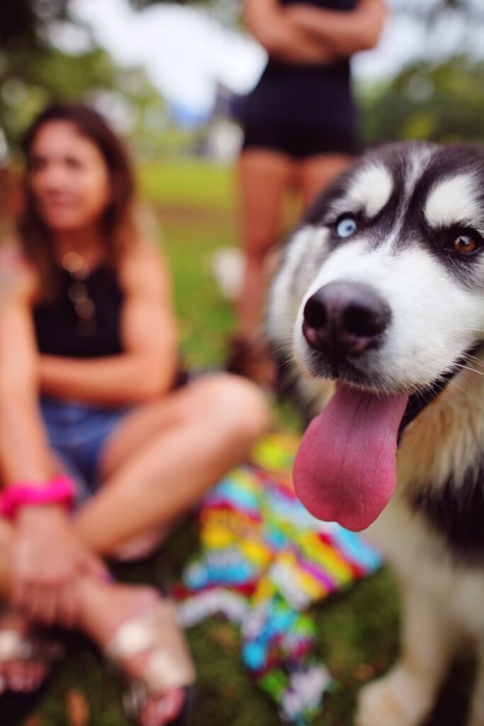 a dog with its tongue hanging out sitting in the grass