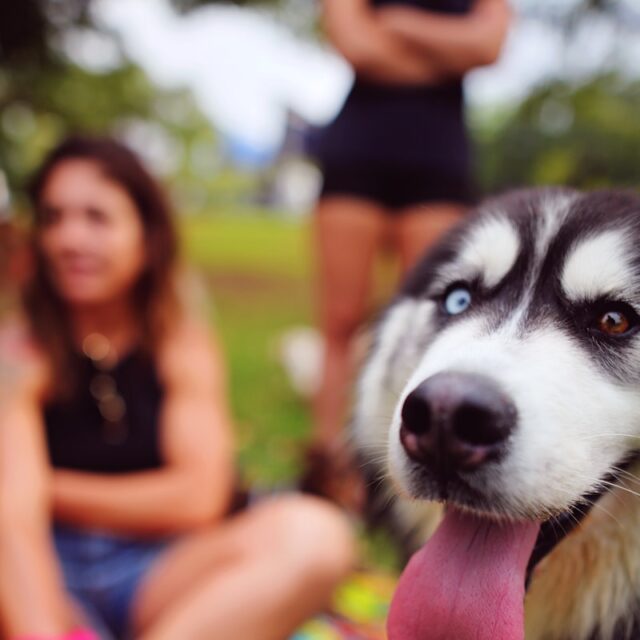 a dog with its tongue hanging out sitting in the grass